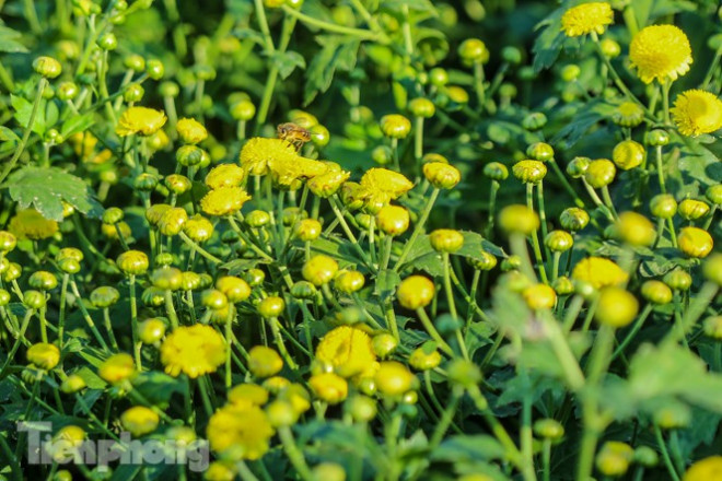 Ngất ngây cánh đồng Cúc tiến vua vàng rực gần Hà Nội - 14