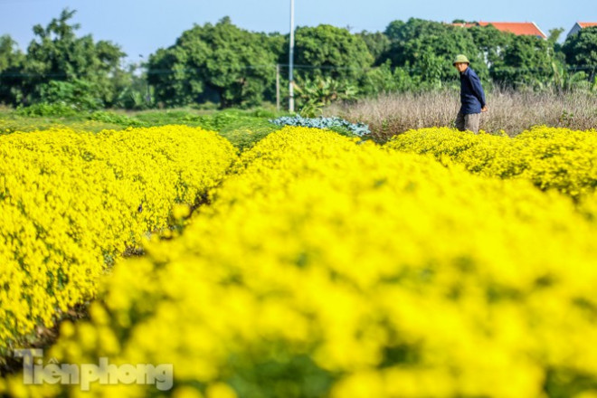 Ngất ngây cánh đồng Cúc tiến vua vàng rực gần Hà Nội - 15