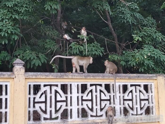 Di dời đàn khỉ ở Tây Ninh về với rừng bằng cách nào? - 1