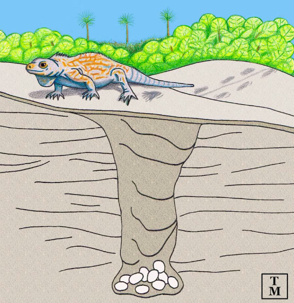 Nest & # 34;  monstruos & # 34;  La petrificación revela el misterio de especies que han sobrevivido durante 115.000 años - 2