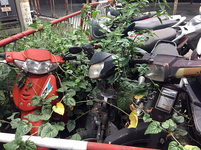 Hàng trăm xe máy “bị bỏ rơi”, chất đống cho cỏ mọc ở Sài Gòn - 6