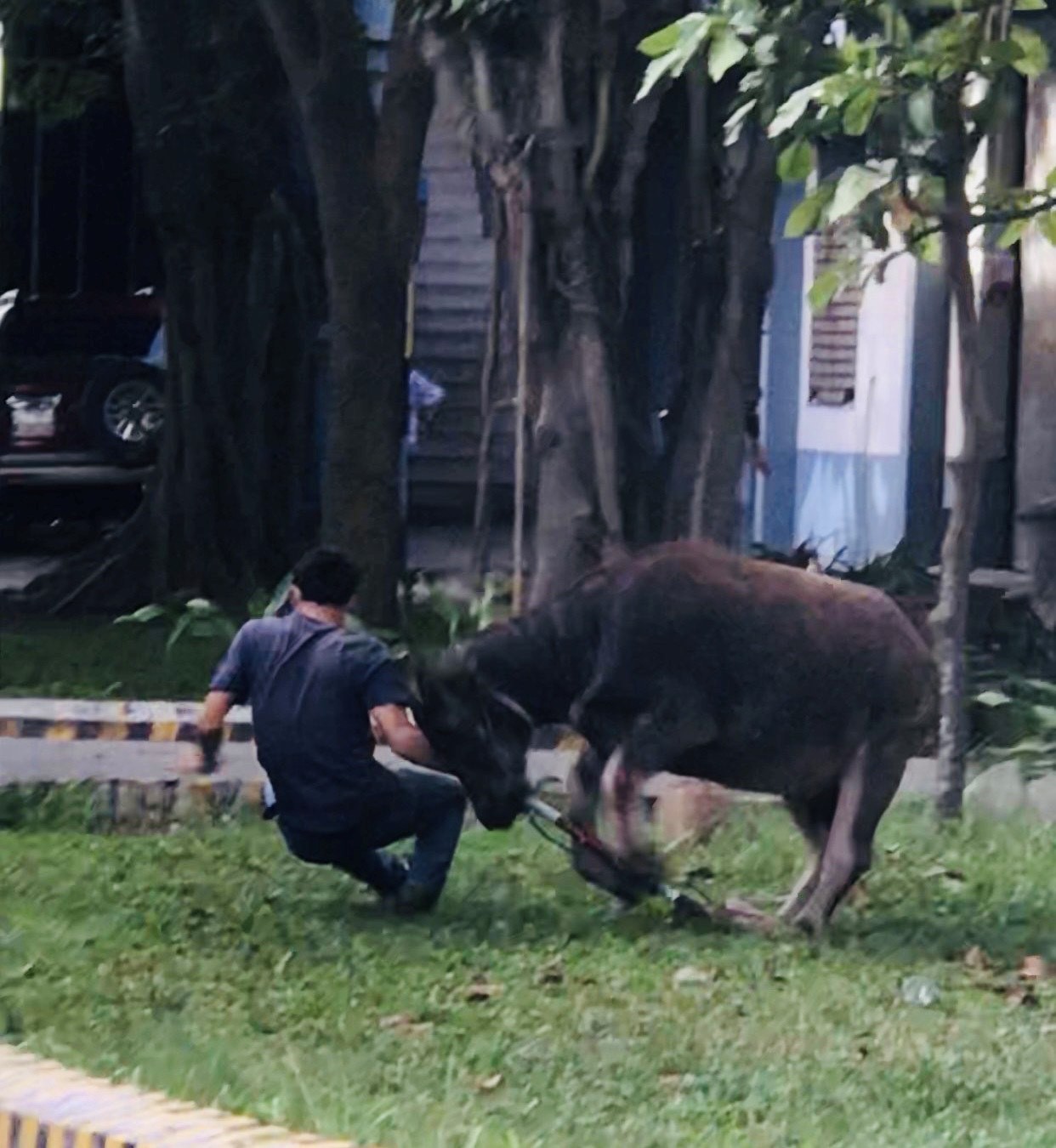 Trâu đi lạc "đại náo" công ty ở Bình Dương, húc văng nhiều người - 2