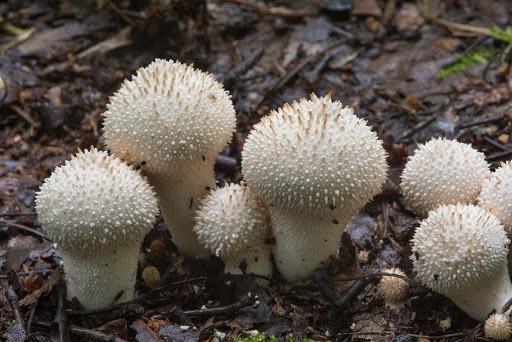 Nhìn xa tưởng nấm độc ai ngờ loại nấm trắng tròn có gai này lại là đặc ...