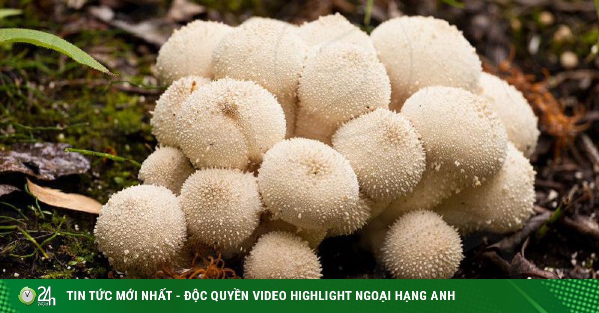 Nhìn xa tưởng nấm độc ai ngờ loại nấm trắng tròn có gai này lại là đặc ...