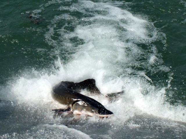 Đập Tam Hiệp khiến loài cá tầm to như cá mập trên sông Dương Tử tuyệt diệt?