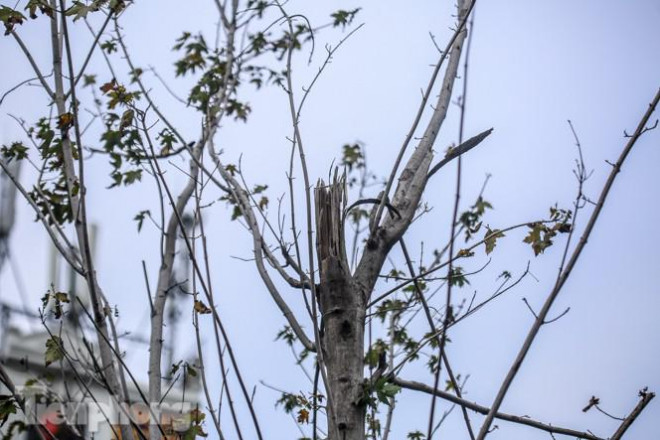 Gần 3 năm chăm sóc, hàng cây phong nứt toác, trụi lá - 8