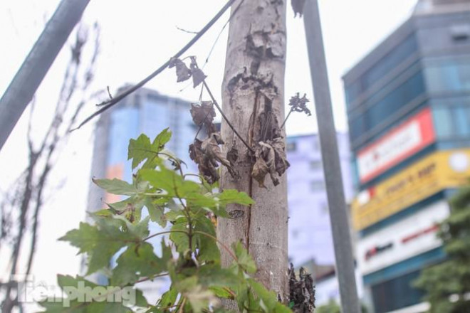 Gần 3 năm chăm sóc, hàng cây phong nứt toác, trụi lá - 9