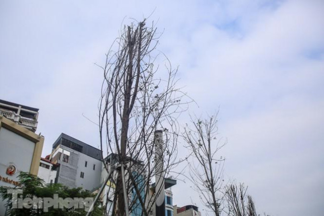 Gần 3 năm chăm sóc, hàng cây phong nứt toác, trụi lá - 12