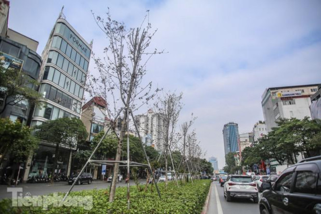 Gần 3 năm chăm sóc, hàng cây phong nứt toác, trụi lá - 13