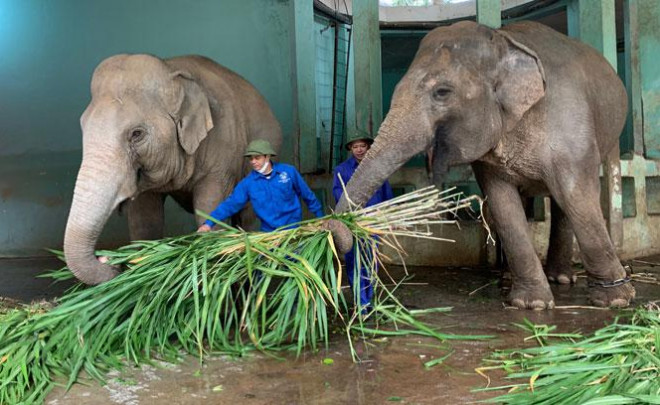 Chống rét cho thú quý ở Vườn thú Hà Nội - 5
