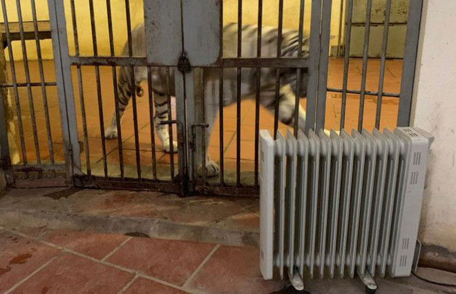 Chống rét cho thú quý ở Vườn thú Hà Nội - 4