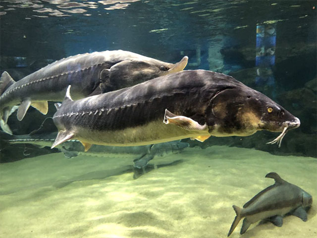 NÓNG nhất tuần: Đập Tam Hiệp khiến loài cá to như cá mập trên sông Dương Tử tuyệt chủng?