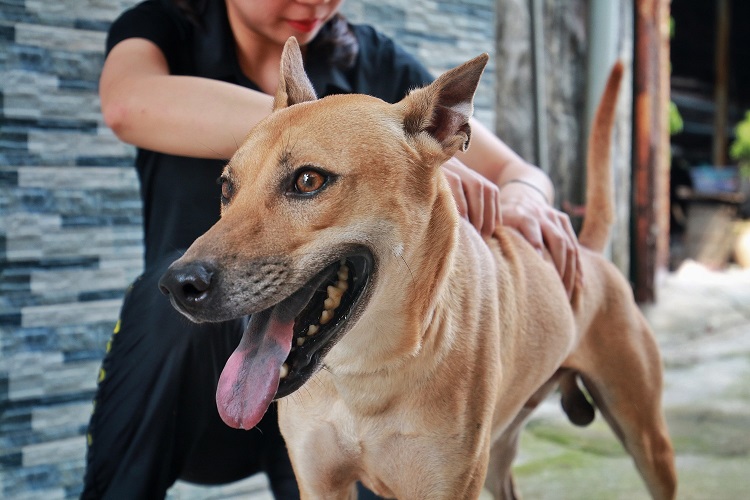 Chiêm ngưỡng 3 chú chó Phú Quốc độc nhất Việt Nam có tổng giá trị gần 1 tỷ đồng - 1