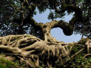 Ngắm cây sanh cổ thế hình kim quy cõng rồng được “chào giá” tiền tỷ
