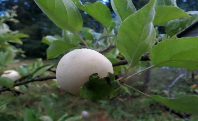 Ngoài ra cây giống của loại táo trắng muốt này cũng được bán với giá 40 USD -198 USD/cây (910.000 đồng - 4,5 triệu đồng/cây) tùy kích thước và tuổi cây. 
