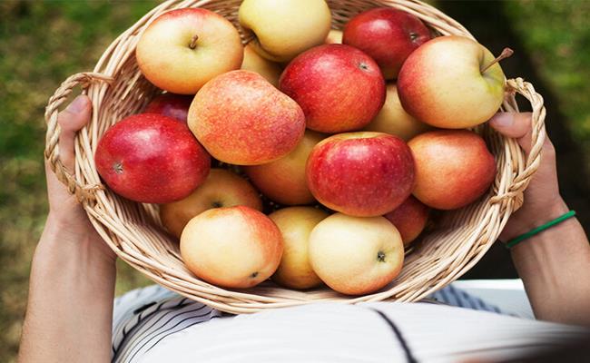 Trên thế giới có hơn 7.500 giống táo, phân loại dựa trên màu sắc và hương vị.
