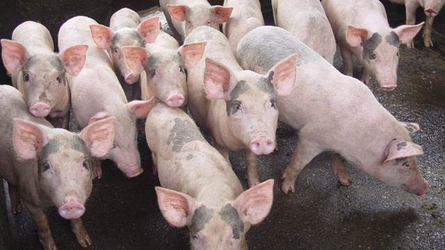 Giá lợn hơi tiếp tục lao xuống đáy, người nuôi lỗ 1 triệu đồng/tạ - 1