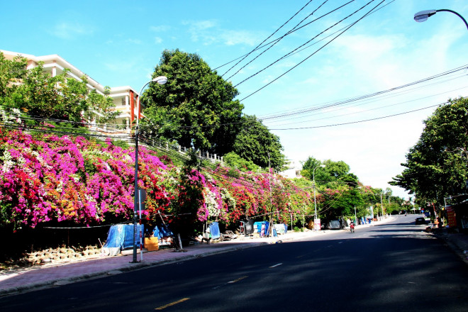 Con đường &#34;cực phẩm&#34; hoa giấy 5 màu ở phố biển Nha Trang - 1