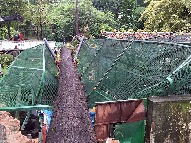 Cây cổ thụ bật gốc, đè sập chuồng thú trong Thảo Cầm Viên Sài Gòn - 2