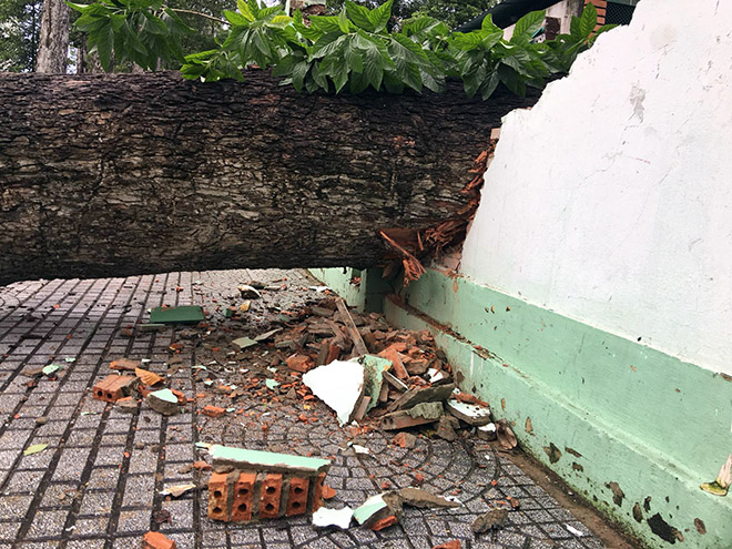 Cây cổ thụ bật gốc, đè sập chuồng thú trong Thảo Cầm Viên Sài Gòn - 3