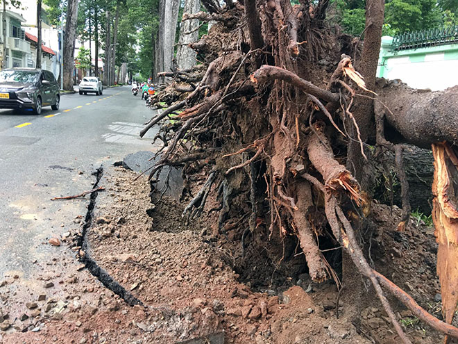 Cây cổ thụ bật gốc, đè sập chuồng thú trong Thảo Cầm Viên Sài Gòn - 4