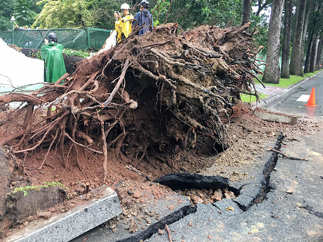 Cây cổ thụ bật gốc, đè sập chuồng thú trong Thảo Cầm Viên Sài Gòn - 5