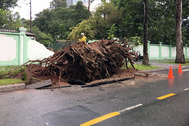 Cây cổ thụ bật gốc, đè sập chuồng thú trong Thảo Cầm Viên Sài Gòn - 6