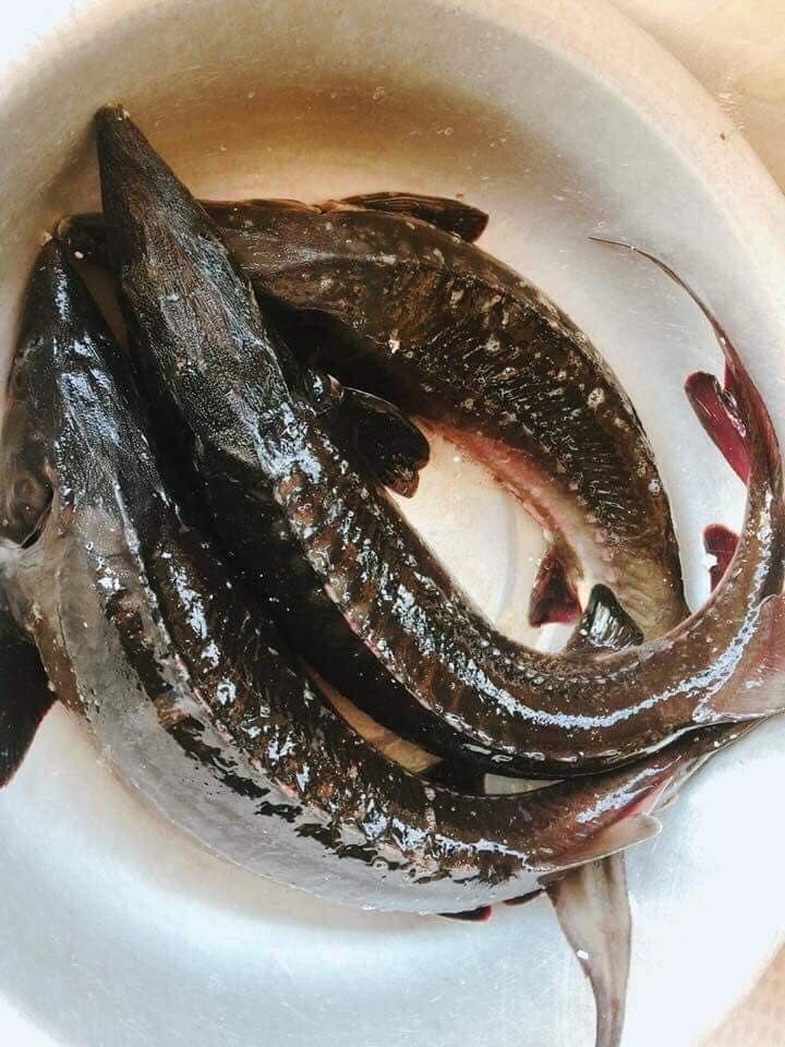 Loại cá đặc sản ở Việt Nam bán trên chợ mạng giá siêu rẻ, người dân tranh thủ ăn &#34;sang&#34; - 1