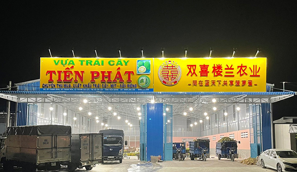 Vựa trái cây Tiến Phát chuyên thu mua xuất khẩu trái cây, mít – sầu riêng - 1