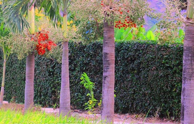 Cây cau cảnh (cau kiểng) thường chỉ dùng trang trí và làm đẹp cho không gian vườn trong gia đình. Ít ai biết rằng quả của cây cau kiểng có thể chế biến thành mứt và ăn được.

