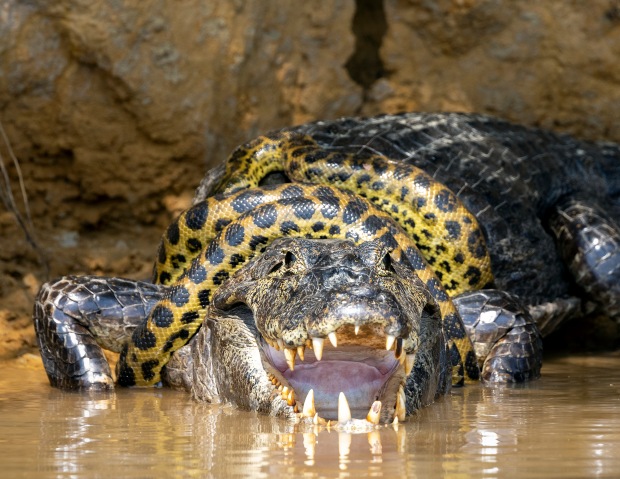 Trăn anaconda kịch chiến cá sấu khổng lồ suốt 40 phút - 1
