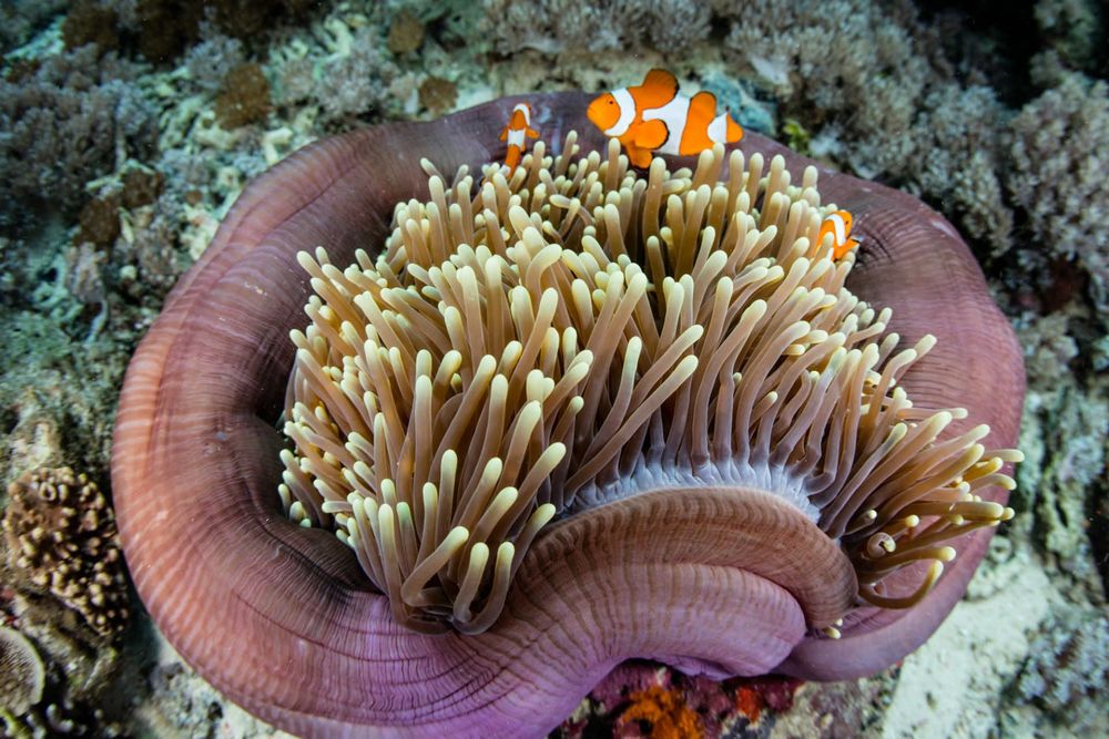 7 địa điểm du lịch độc đáo không phải ai cũng biết ở Indonesia - 5