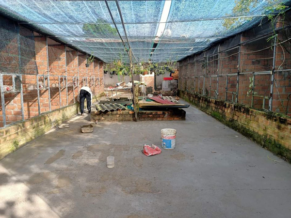 9x nuôi loài chim có vẻ đẹp kỳ lạ giá 400 triệu/cặp, chỉ nuôi 10 ngày đã bán khắp nơi - 1