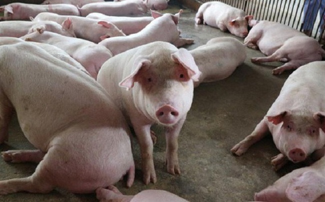 Giá lợn hơi tiếp tục lao dốc, về sát mốc 30 nghìn đồng/kg, người nuôi bán một con lỗ một con - 1