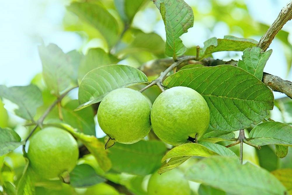 Lục phủ ngũ tạng &#34;thích&#34; và &#34;sợ&#34; nhất loại quả nào? - 6
