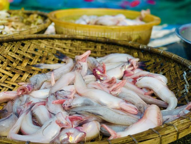 Loại cá đặc sản ở quê giá rẻ như cho, lên thành phố 250.000 đồng/kg tranh nhau mua - 1