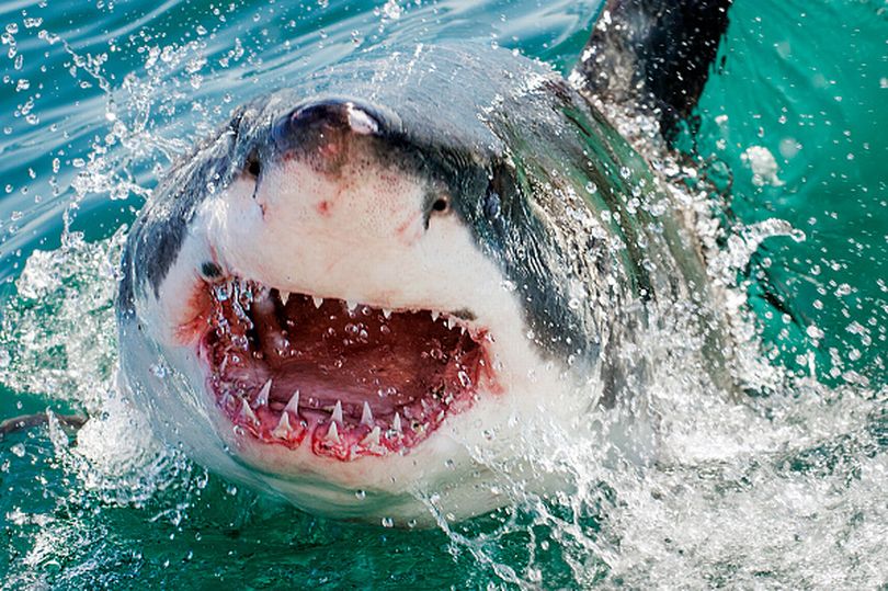 Bất ngờ lý do cá mập trắng cứ nhìn thấy người là lao tới tấn công