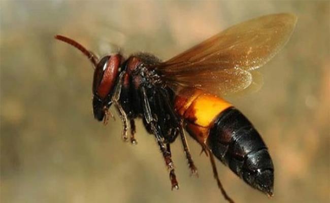 Ong vò vẽ (ong bò vẽ) là một loài ong bắp cày phổ biến ở châu Á các vùng nhiệt đới và cận nhiệt đới.
