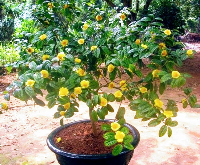 Loại cây này cho hoa vàng rất đẹp và có thể đưa về nguồn thu nhập cao trong những năm qua.
