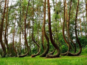 10 khu rừng đẹp nhất thế giới cứ ngỡ chỉ có trong truyện cổ tích