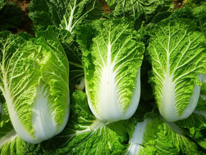 Những người "đại kỵ" với cải thảo, thèm đến mấy cũng đừng nên ăn - 1