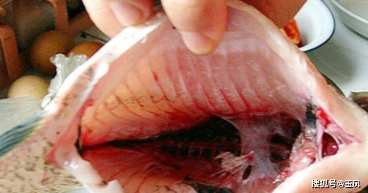 4 bộ phận là nguồn gốc của mùi tanh trên con cá, nhất định phải làm thật sạch - 4