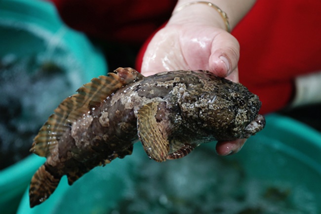 Cá mao ếch là loại cá nước mặn sống ở nhiều vùng biển trên cả nước. Từ lâu, loại cá này đã là đặc sản của vùng biển Vũng Tàu hoặc biển Cần Giờ, cách TP. HCM tầm 50 km.
