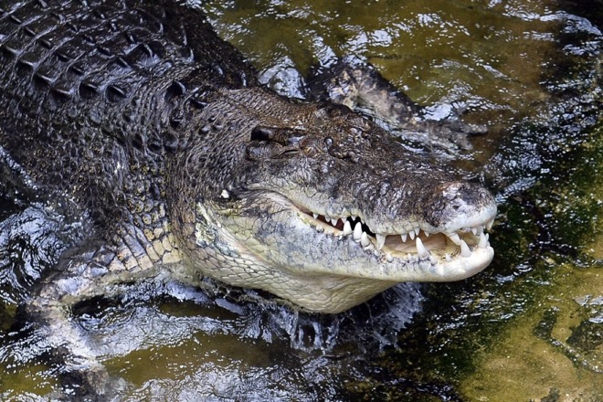 Úc: Bị cá sấu khổng lồ dài 4,5 mét kéo xuống sông, thoát chết nhờ mang theo một vật - 1