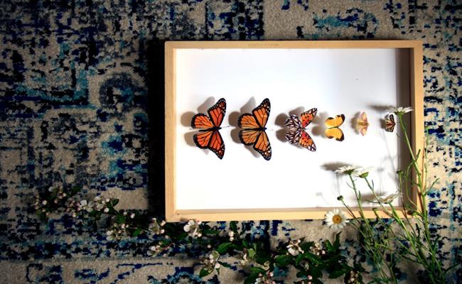 Bướm được sử dụng để tạo ra các bức tranh bướm nghệ thuật và xuất khẩu. Một đôi bướm nữ hoàng, bướm vua loại 1 trong hộp kính xuất khẩu có giá dao động 5-7 USD (112.000 đồng - 157.000 đồng).
