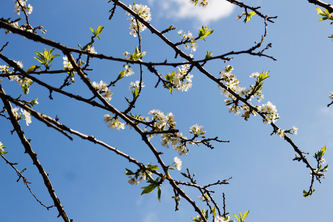 Đẹp nao lòng những thiên đường hoa Tây Bắc - 9