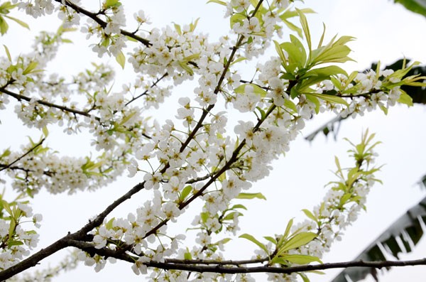 Đẹp nao lòng những thiên đường hoa Tây Bắc - 10