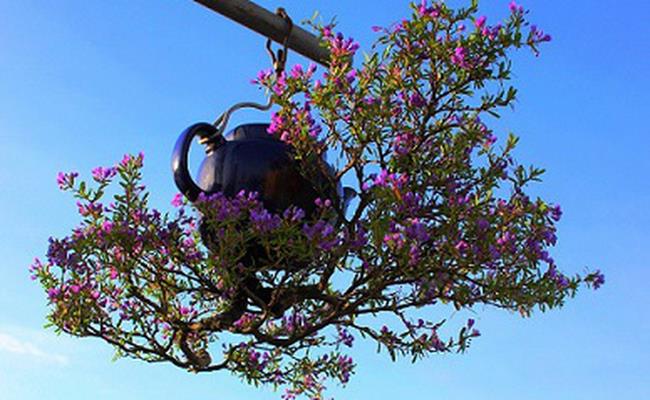 Khác với những chậu bonsai thông thường, bonsai 'mọc ngược' được ông Thạnh trồng theo hướng ngược lại - từ trên xuống.
