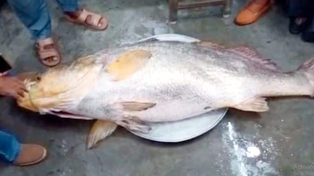 Video: Bắt được cá &#34;khủng&#34; dài 2 mét, nặng 76kg, ngư dân Ấn Độ phát tài sau một đêm - 1
