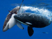 Khám phá loài "sát thủ đại dương" giết hại cả cá mập trắng